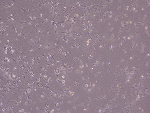 BDSC骨髓间充质干细胞 4X