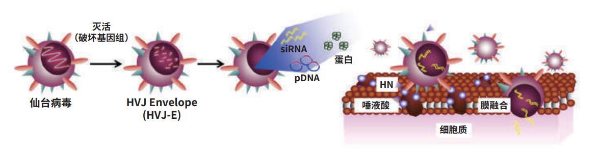 冰点促销丨仙台病毒包膜细胞融合试剂GenomONE®-CF